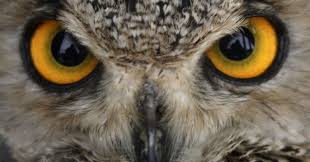 Resultado de imagem para CORUJAS