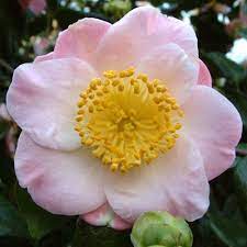 Camellia Taroan Flower Names Flower Garden Flowers