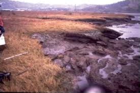 Image result for Sarcocornia decumbens