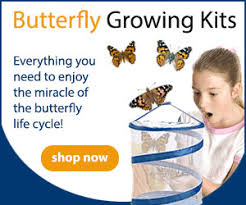 When the butterfly comes, the flowers bloom. Butterfly Quotes Butterfly Inspirational Sayings