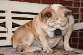 The bulldog has numerous health concerns, and i'm sure many bulldog owners can sympathize. Raising Awareness About English Bulldog Health Issues Bulldog Puppies Funny Bulldog Breeds English Bulldog