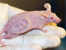 Buy products such as logitech compact wireless mouse, logitech full size wireless mouse at walmart and save. Exclusive Whatever Happened To The Mouse With The Ear On Its Back