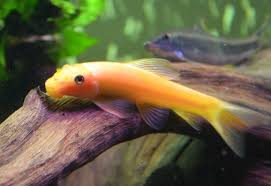 Membeli ikan hias kecil seperti ikan cupang yang cenderung soliter, cukup dimasukan dalam botol kaca, mudah perawatan dan pemberian makan serta warna dan bentuk ekornya cukup menarik. 13 Jenis Ikan Hias Air Tawar Untuk Aquarium Kecil Favorit 2021