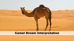 And the dream started to manifest itself. Camel Dream Interpretation Guide To Dreams