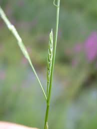 Image result for Glyceria