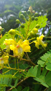 Image result for Caesalpinia sappan
