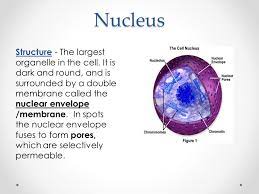We did not find results for: Cell Organelle Notes Eukaryotic Cells There Are Two Types Of Eukaryotic Cells They Are Animal And Plant Cells Eukaryotic Cells Contain A Nucleus And Ppt Download