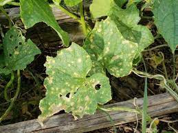 We did not find results for: How To Identify And Treat Common Cucumber Diseases Plant Leaves Turning Brown Cucumber Gardening Plant Leaves Turning Yellow