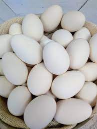 Reserve Listing For Bonie Goose Eggs Empty Goose Eggs With Single Hole On Bottom Blown Real Goose Eggshells Easter Decoration Nursery Eggs For Sale Egg Shells Easter Decorations