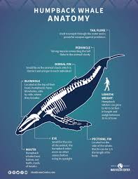 The Latest News Insights Stories From The Maui Ocean Center Blog Humpback Whale Animals Whale