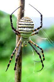 Banded Garden Spider Argiope Trifasciata Spider Species Weird Insects Spider