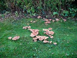 Pilze Im Hausgarten Entdeckt Wer Kennt Sie Breidenbach Myheimat De