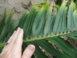 Image result for Encephalartos munchii