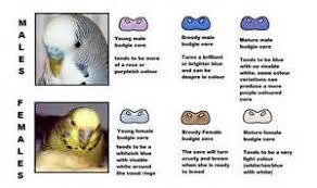 Budgie Breeding Chart Colors Bing Images Pet Birds