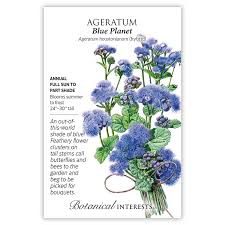 Image result for Ageratum