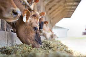 Cows Should Do Three Things