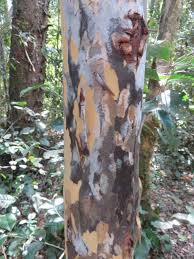 Image result for Ochna arborea