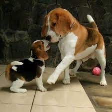 rabbit hunt with great dogs beagle planet beagle puppy beagle dog cute beagles