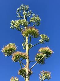 Image result for Agavaceae