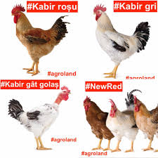 Distribuitorul de furaje si pui de o zi a inregistrat, in 2011, afaceri de 10. Agroland Promotie Puii De O Zi Kabir Si New Red Se Facebook