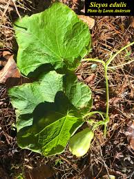 Image result for Sicyos