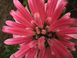 Check spelling or type a new query. Jacobina Justicia Carnea Brazilian Plume Flower Flickr