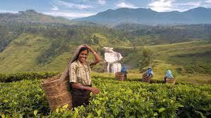 It's one of many in this part of the country, which has ideal growing conditions and supplies much of the important sri lankan industry. Sri Lanka In December 2021 8 Experiences You Cannot Miss