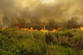 Archivo de noticias en colombia y el mundo sobre incendios forestales. Como Prevenir Los Incendios Forestales Fundacion Aquae