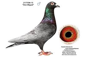 Pin By Kovacs Antal On Pigeons And All About Them Racing Pigeons Pigeon Pictures Pigeon Bird