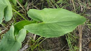 Image result for Stylochaeton