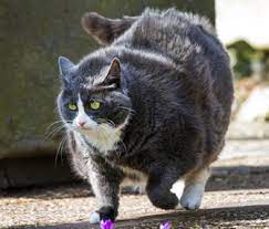 Cat Obesity Learn About Identification Treatment And Prevention
