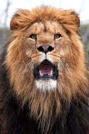 Closeup Of A Lion With Open Mouth And Showing Teeth Lion Photography Lions Photos Lion Pictures