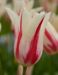 Marilyn wann 26 followers creator of the zine fat!so? Tulipa Marilyn Kaufen De Warande Starkezwiebeln De