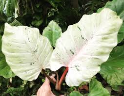 Philodendron X Snowdrift Nse Tropicals In 2020 Unusual Plants Plants Philodendron