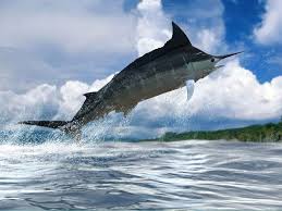 Go Deep Sea Fishing Marlin Fishing Sea Fishing Salt Water Fishing