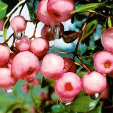 All of these species trim well into dependable hedges of varying heights. 6 Best Screening Hedge Plant Reader S Digest New Zealand