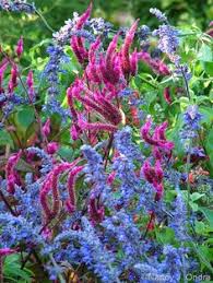 Pin On Gardens