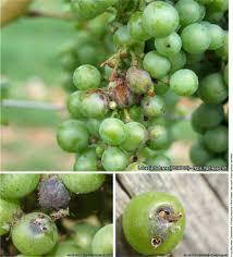 Image result for Lobesia botrana grapevine
