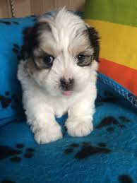 Lhasa X Maltese Kyi Leo Puppies Rotherham South Yorkshire Pets4homes Puppies Dog Breeds Rare Dogs