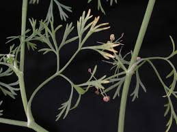 Image result for Apium leptophyllum