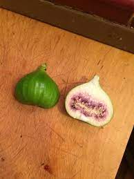 Wear plastic gloves when picking and working with unripe figs as they ooze a milky white liquid from their stems that can irritate your skin. How To Tell If My Fig Is Ripe Seasoned Advice