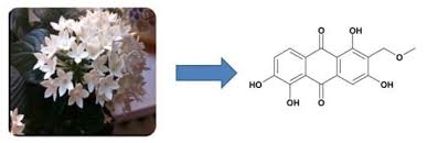 Image result for Pentas bussei