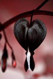 A bleeding heart with yellow leaves at any other time of the year may be an indication of cultural or other issues. 20 Bleeding Heart Plant Ideas Bleeding Heart Planting Flowers Bleeding Heart Flower