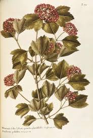 Image result for Caprifoliaceae