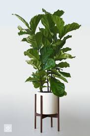 Root rot is one of the leading causes of unhappy fiddle leaf figs. Fiddle Leaf Column Ficus Lyrata Jack Ando