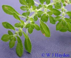 Image result for Pilea microphylla