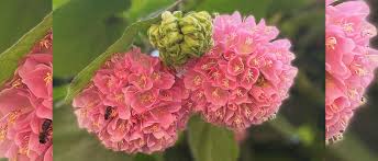 Image result for Dombeya lastii