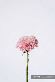 We've gathered more than 5 million images uploaded by our users and sorted them by the most popular ones. Soft Pink Flower On White Background Floral Blossom Stock Photo 255845006