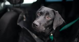 Best thing for getting dog hair out of car carpets etc is a pumice stone that you use for dry skin. 10 Easy Ways To Remove Dog Hair From Your Car Budget Direct