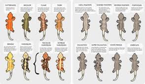 List Of Pinterest Leopard Gecko Morphs Chart Pictures
